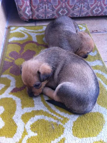 Cachorro ra a SRD idade 4 anos nome Ravena