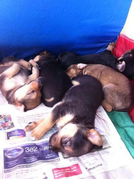 Cachorro ra a SRD idade 4 anos nome Ravena