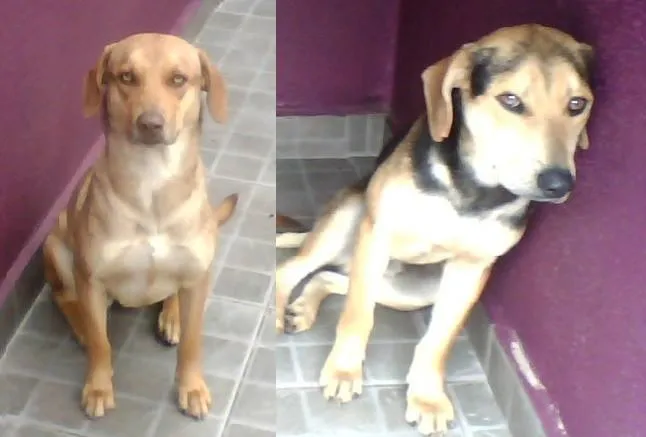 Cachorro ra a SRD idade 1 ano nome Lók e Ayron