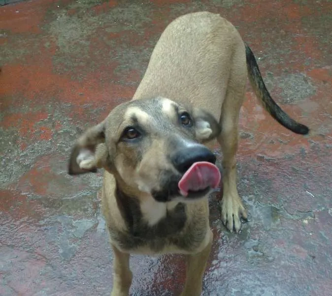 Cachorro ra a vira-lata idade 2 anos nome Joey