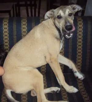 Cachorro raça vira-lata idade 2 anos nome Joey