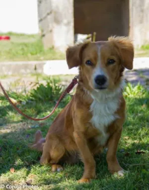 Cachorro raça SRD idade 1 ano nome DJ