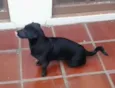 Pretinha