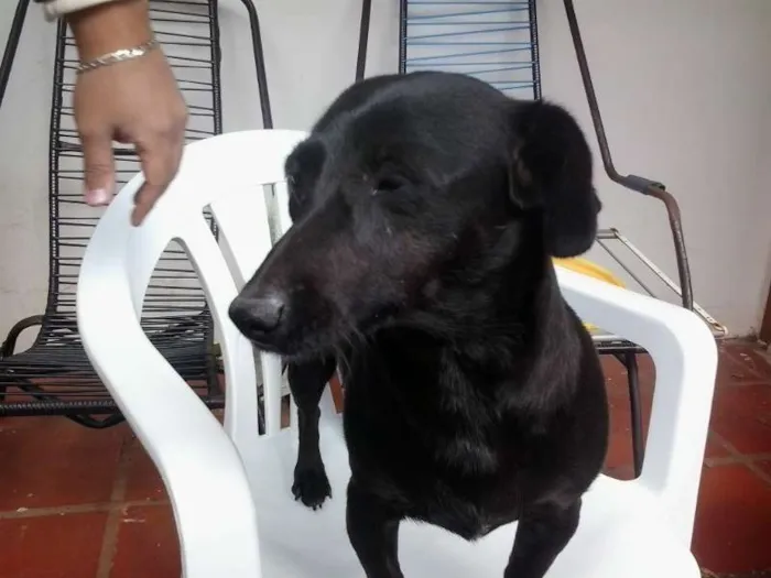 Cachorro ra a SRD idade 3 anos nome Pretinha