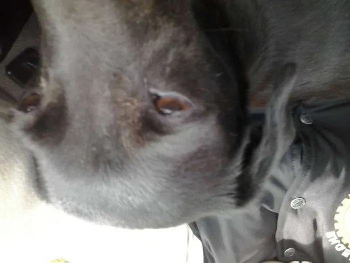 Cachorro ra a SRD idade 3 anos nome Pretinha
