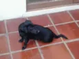 Pretinha