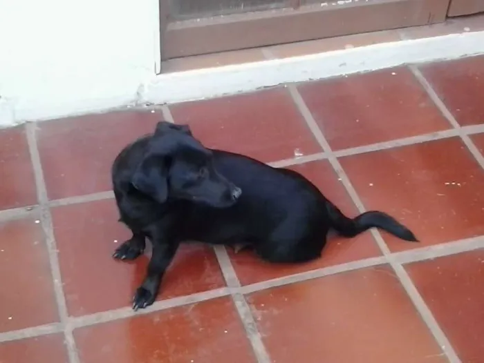 Cachorro ra a SRD idade 3 anos nome Pretinha