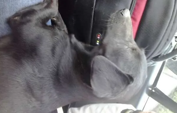 Cachorro ra a SRD idade 3 anos nome Pretinha