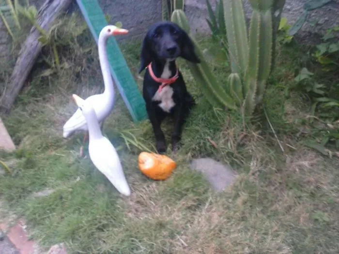 Cachorro raça SRD idade 7 a 11 meses nome Bigorna