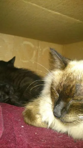 Gato ra a SRD idade Abaixo de 2 meses nome Rebecca, Dorothy e 