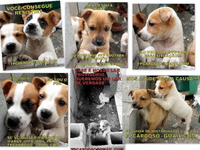 Cachorro ra a srd idade 2 a 6 meses nome fox,emy e zelda