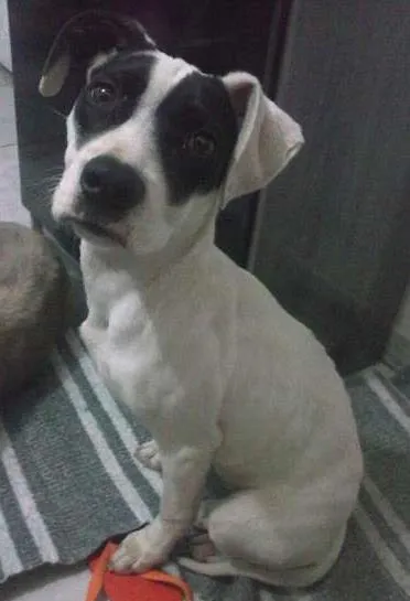 Cachorro ra a Indefinida idade 2 a 6 meses nome Neve