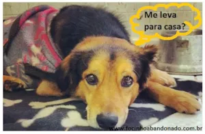 Cachorro raça SRD idade 5 anos nome Neymar