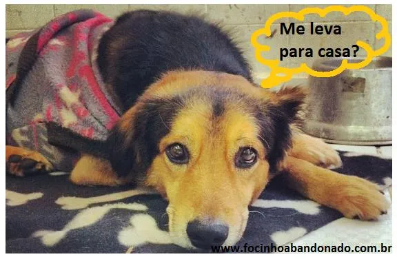 Cachorro ra a SRD idade 5 anos nome Neymar