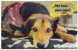 Cachorro raça SRD idade 5 anos nome Neymar
