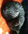Richard Parker
