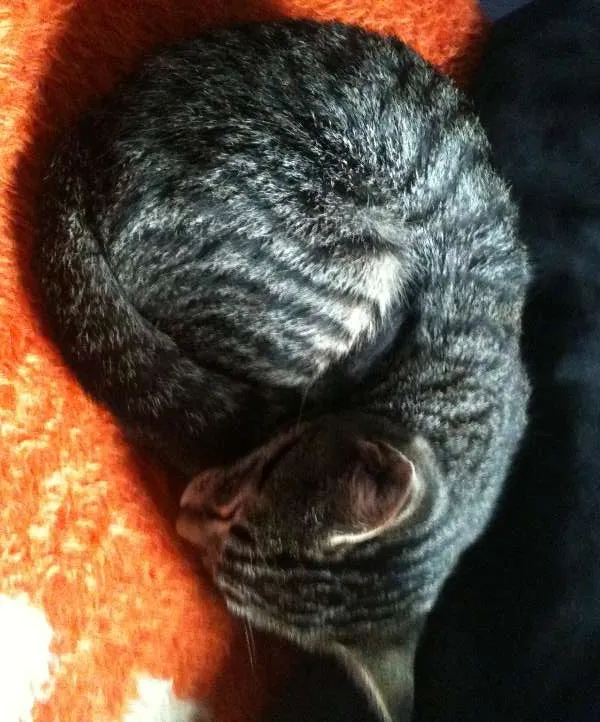 Gato ra a desconhecida idade 2 a 6 meses nome Richard Parker