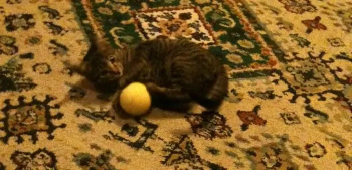 Gato ra a desconhecida idade 2 a 6 meses nome Richard Parker