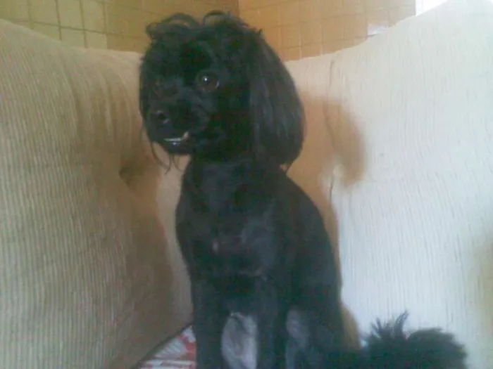 Cachorro raça Poodle idade 1 ano nome nina