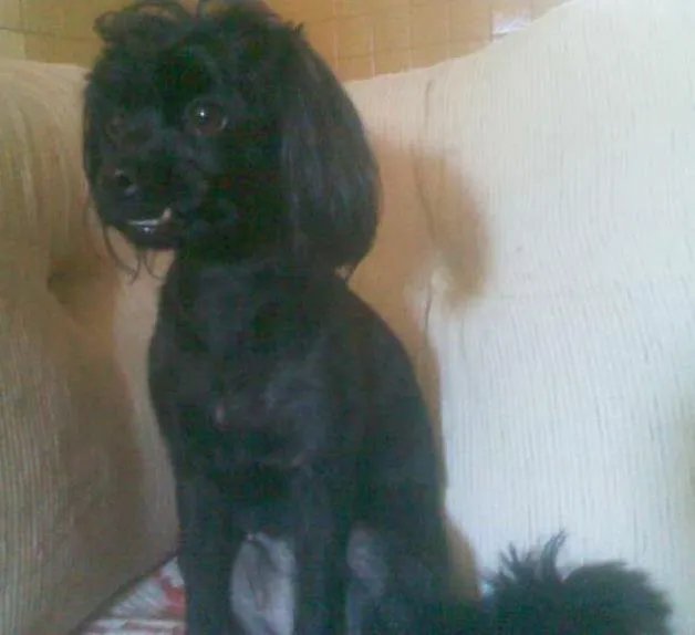 Cachorro raça Poodle idade 1 ano nome nina