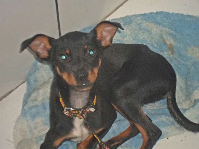 Cachorro raça Pinscher idade 2 a 6 meses nome Alicia
