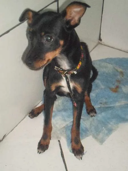 Cachorro raça Pinscher idade 2 a 6 meses nome Alicia