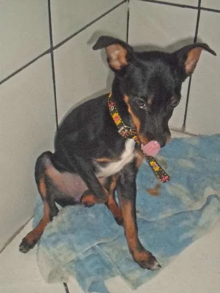 Cachorro raça Pinscher idade 2 a 6 meses nome Alicia