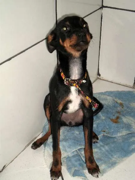Cachorro raça Pinscher idade 2 a 6 meses nome Alicia