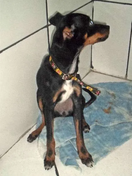 Cachorro raça Pinscher idade 2 a 6 meses nome Alicia