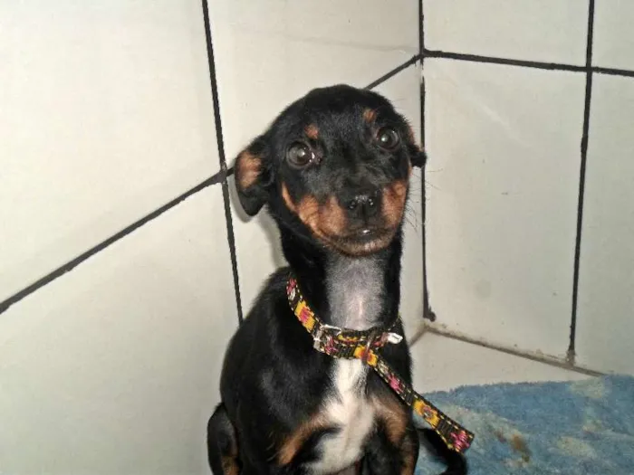Cachorro raça Pinscher idade 2 a 6 meses nome Alicia