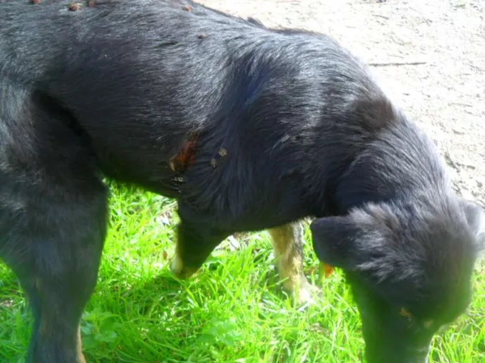 Cachorro ra a vira lata idade 1 ano nome negona