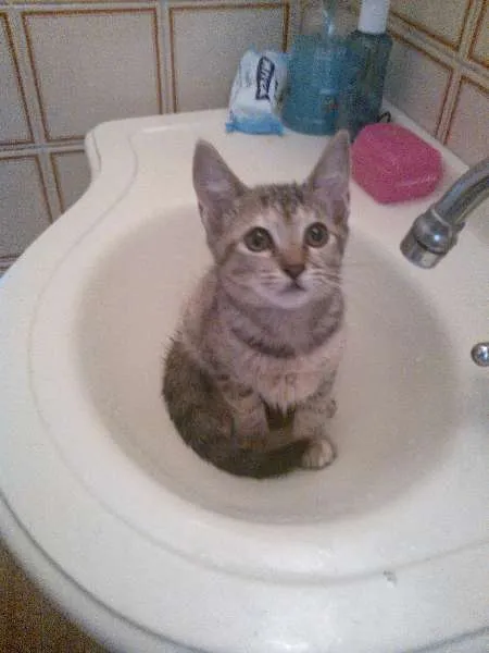 Gato ra a SRD idade 7 a 11 meses nome Filhotes.