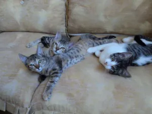 Gato raça SRD idade 7 a 11 meses nome Filhotes.