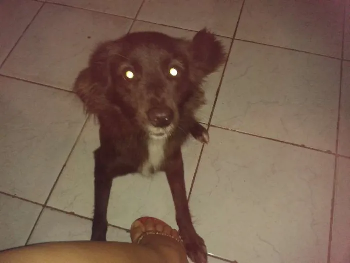 Cachorro raça SRD idade 1 ano nome Duda