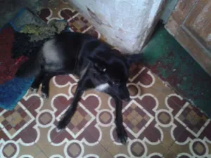 Cachorro raça SRD idade 1 ano nome Duda