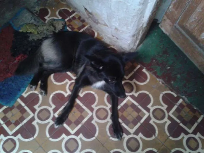 Cachorro raça SRD idade 1 ano nome Duda