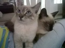 Gato raça srd idade 7 a 11 meses nome Puff