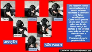 Cachorro raça SRD idade 2 a 6 meses nome FILHOTES