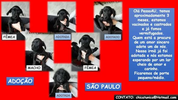 Cachorro ra a SRD idade 2 a 6 meses nome FILHOTES