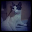 Teca