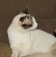 Teca