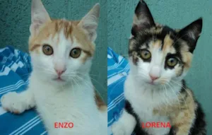 Gato raça SRD idade 2 a 6 meses nome Enzo e Lorena