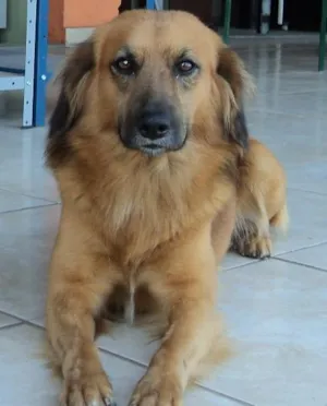 Cachorro raça SRD idade 3 anos nome Ralph