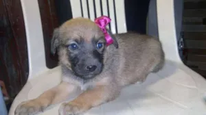 Cachorro raça Mista idade Abaixo de 2 meses nome Cacau