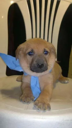 Cachorro raça mista idade Abaixo de 2 meses nome Urso