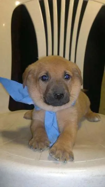 Cachorro ra a mista idade Abaixo de 2 meses nome Urso