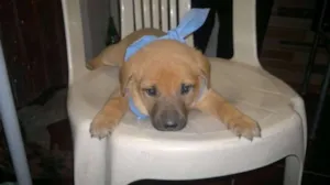 Cachorro raça mista idade Abaixo de 2 meses nome Catatau