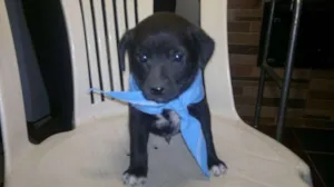 Cachorro raça mista idade Abaixo de 2 meses nome Pincel