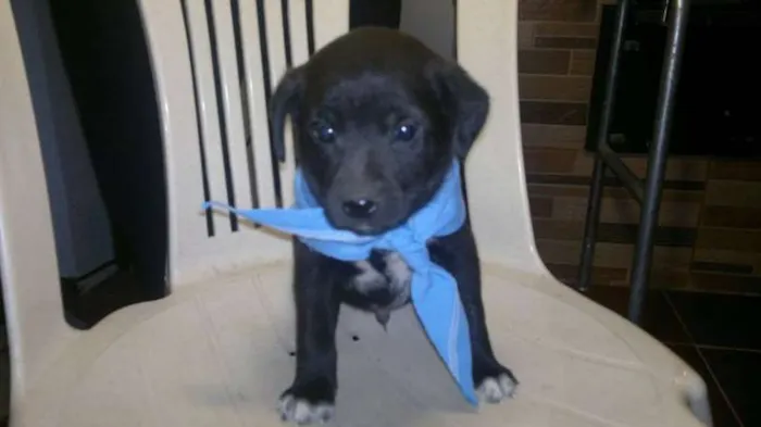 Cachorro ra a mista idade Abaixo de 2 meses nome Pincel