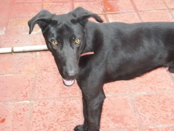 Cachorro ra a Dogue Alemão idade 1 ano nome Skub